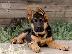PoulaTo: German shepherd
