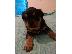 PoulaTo: Rottweiler