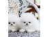PoulaTo: Pomeranian mini toy
