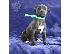 PoulaTo: Boerboel puppies available