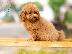 PoulaTo: Maltipoo