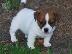 PoulaTo: Εξαιρετικά κουτάβια Jack Russell