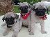 PoulaTo: Pug