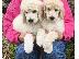 PoulaTo: Poodle mini cream - Κανίς μίνι μέγεθος κρεμ χρώμα