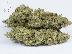 PoulaTo: GRADE A + MEDICAL MARIJUANA (kyselá nafta, měsíční kámen, HDP, modrý sen, OG kush) * CANNA...