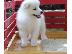 PoulaTo: Samoyed κουτάβια προς πώληση.