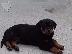 PoulaTo: Ειδικά μικρά κουτάβια Rottweiler