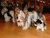 PoulaTo: 2 χαριτωμένο biewer yorkshire Terrier (αρσενικό και θηλυκό)
