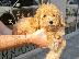 PoulaTo: Poodle apricot mini - Κανίς βερυκοκί μίνι