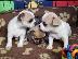 PoulaTo: AKC Chihuahua Puppies