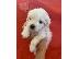 PoulaTo: Havanese