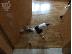 PoulaTo: Πωλείται Jack Russell Terrier