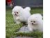 PoulaTo: Φοβερά κουτάβια Pomeranian