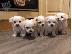 PoulaTo: Fantastic Maltese Puppies προς πώληση