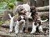 PoulaTo: Lagotto Romagnolo - Λαγκότο Ρομανιόλο