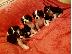 PoulaTo: Έχω τα κουτάβια Cavalier King Charles Spaniel προς πώληση.