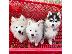 PoulaTo: Pomsky puppy is now ready for adoption