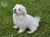 PoulaTo: Maltipoo