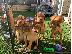 PoulaTo: Κουτάβια Adorabe Dogue De Bordeaux