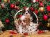 PoulaTo: Cavalier βασιλιάς Charles Puppies.