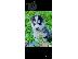 PoulaTo: Siberian husky puppy for sale