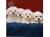 PoulaTo: BICHON MALTES