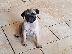 PoulaTo: Awesome Pug διαθέσιμα κουτάβια