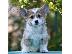 PoulaTo: Ουαλικό Corgi Pembroke