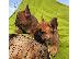 PoulaTo: French bulldog red
