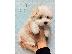 PoulaTo: Maltipoo