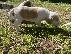 PoulaTo: American Foxhound