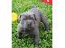 PoulaTo: Διαθέσιμα κουτάβια Cane Corso