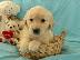 PoulaTo: Ελκυστικά κουτάβια Golden Retriever