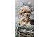 PoulaTo: Όμορφα κουτάβια Maltipoo