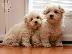 PoulaTo: Maltipoo