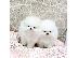 PoulaTo: καθαρόαιμο pomeranian