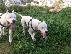 PoulaTo: ΠΩΛΟΥΝΤΑΙ ΚΑΘΑΡΟΑΙΜΑ ΚΟΥΤΑΒΙΑ DOGO ARGENTINO