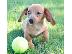 PoulaTo: Dachshund