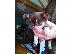 PoulaTo: Έπιπλα κήπου Χολαργός 211 0126 938 Garden Furniture Athens Epipla Kipou Xolargos Meubles D...