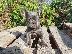 PoulaTo: French bulldog Blue