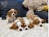 PoulaTo: Cavalier King Charles Spaniel