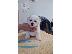 PoulaTo: Bichon Frize κουτάβια