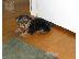 PoulaTo: Υπέροχο κουτάβι τεριέ Yorkshire Terrier