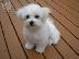 PoulaTo: Μαλτεζ μινι - Maltese mini