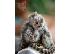 PoulaTo: Γυναικείο Marmoset Monkey προς πώληση