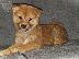 PoulaTo: Shiba Inu κουτάβια προς πώληση