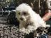 PoulaTo: Maltese