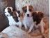 PoulaTo: Όμορφα κουτάβια Jack Russell