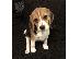 PoulaTo: Κουτάβια Beagle
