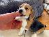 PoulaTo: Beagle